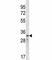 Cyclin D2 antibody, F43829-0.4ML, NSJ Bioreagents, Western Blot image 