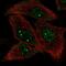 Ubiquitin Conjugating Enzyme E2 O antibody, PA5-54839, Invitrogen Antibodies, Immunofluorescence image 