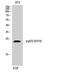 Prostaglandin E Synthase 3 antibody, A04136S113, Boster Biological Technology, Western Blot image 
