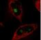 Nucleolar Protein Interacting With The FHA Domain Of MKI67 antibody, NBP2-36749, Novus Biologicals, Immunocytochemistry image 