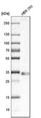 Sirtuin 4 antibody, HPA029691, Atlas Antibodies, Western Blot image 