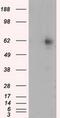 RIC8 Guanine Nucleotide Exchange Factor A antibody, MA5-25075, Invitrogen Antibodies, Western Blot image 
