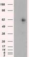 RIC8 Guanine Nucleotide Exchange Factor A antibody, MA5-25075, Invitrogen Antibodies, Western Blot image 