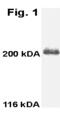 MYO7A antibody, ALX-210-227-R200, Enzo Life Sciences, Western Blot image 