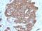 Trefoil Factor 1 antibody, NBP2-48460, Novus Biologicals, Immunohistochemistry paraffin image 