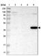Calcium Homeostasis Modulator 1 antibody, NBP1-83930, Novus Biologicals, Western Blot image 