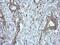 Dihydrouridine Synthase 2 antibody, NBP2-16233, Novus Biologicals, Immunohistochemistry frozen image 