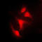 NFKB Inhibitor Alpha antibody, LS-C352583, Lifespan Biosciences, Immunofluorescence image 