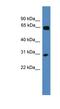 Homeobox C12 antibody, NBP1-69214, Novus Biologicals, Western Blot image 