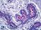 Ezrin antibody, LS-B5655, Lifespan Biosciences, Immunohistochemistry paraffin image 