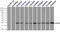 Crystallin Alpha B antibody, LS-C114677, Lifespan Biosciences, Immunoprecipitation image 