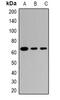 Tripartite Motif Containing 23 antibody, abx142279, Abbexa, Western Blot image 