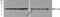 Beta-Actin antibody, M01263-Biotin, Boster Biological Technology, Western Blot image 