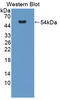 Glycolipid Transfer Protein antibody, LS-C702558, Lifespan Biosciences, Western Blot image 