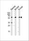 Glucose-6-Phosphate Isomerase antibody, A00108-2, Boster Biological Technology, Western Blot image 