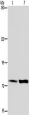 GRB2 Associated Binding Protein 2 antibody, TA350000, Origene, Western Blot image 