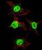 Integrin Subunit Alpha 6 antibody, PA5-12334, Invitrogen Antibodies, Immunofluorescence image 