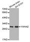 Tyrosine 3-Monooxygenase/Tryptophan 5-Monooxygenase Activation Protein Zeta antibody, STJ26145, St John