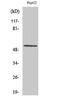 Cyclin L1 antibody, PA5-50943, Invitrogen Antibodies, Western Blot image 