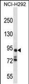 Protocadherin Alpha 7 antibody, PA5-48413, Invitrogen Antibodies, Western Blot image 