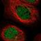 ERI1 Exoribonuclease Family Member 2 antibody, NBP2-34000, Novus Biologicals, Immunocytochemistry image 