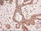 STAT5A antibody, TA500006, Origene, Immunohistochemistry paraffin image 