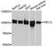 SEL1L Adaptor Subunit Of ERAD E3 Ubiquitin Ligase antibody, abx126525, Abbexa, Western Blot image 