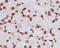 Histone Cluster 4 H4 antibody, M14495, Boster Biological Technology, Immunohistochemistry frozen image 