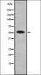 Serine Incorporator 3 antibody, orb378428, Biorbyt, Western Blot image 