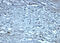 NPHS1 Adhesion Molecule, Nephrin antibody, 7979, ProSci, Immunohistochemistry frozen image 