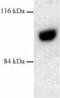 Dynamin 2 antibody, ab3457, Abcam, Western Blot image 