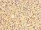 Zinc Finger Protein 559 antibody, LS-C377092, Lifespan Biosciences, Immunohistochemistry paraffin image 