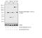 Protein Kinase AMP-Activated Catalytic Subunit Alpha 1 antibody, 701068, Invitrogen Antibodies, Western Blot image 