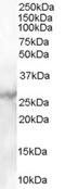 Mannose Binding Lectin 2 antibody, STJ70630, St John