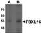 F-Box And Leucine Rich Repeat Protein 16 antibody, orb75560, Biorbyt, Western Blot image 