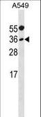 Myogenic Factor 5 antibody, LS-B10723, Lifespan Biosciences, Western Blot image 