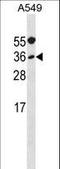 Myogenic factor 5 antibody, LS-B10723, Lifespan Biosciences, Western Blot image 