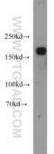 Kinase D-interacting substrate of 220 kDa antibody, 21856-1-AP, Proteintech Group, Western Blot image 