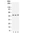 CD46 Molecule antibody, R31975, NSJ Bioreagents, Western Blot image 