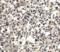 Cell Death Inducing DFFA Like Effector A antibody, 2089, ProSci Inc, Immunohistochemistry paraffin image 
