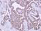 Pygopus Family PHD Finger 2 antibody, PA5-31553, Invitrogen Antibodies, Immunohistochemistry frozen image 
