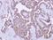 Pygopus Family PHD Finger 2 antibody, PA5-31553, Invitrogen Antibodies, Immunohistochemistry frozen image 