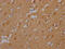 Calcium/Calmodulin Dependent Protein Kinase II Alpha antibody, CSB-PA892176HA11HU, Cusabio, Immunohistochemistry frozen image 