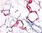 Hydroxycarboxylic Acid Receptor 3 antibody, PA1-32525, Invitrogen Antibodies, Immunohistochemistry paraffin image 