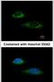 Glutamate Dehydrogenase 1 antibody, PA5-28301, Invitrogen Antibodies, Immunofluorescence image 