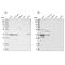 OTU Domain Containing 6B antibody, PA5-55092, Invitrogen Antibodies, Western Blot image 