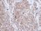 Caveolin 3 antibody, GTX109650, GeneTex, Immunohistochemistry paraffin image 