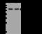 Coiled-Coil Domain Containing 47 antibody, 201332-T44, Sino Biological, Western Blot image 