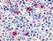 Histamine Receptor H4 antibody, NLS6816, Novus Biologicals, Immunohistochemistry frozen image 