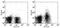 Glutamyl Aminopeptidase antibody, 13-5891-82, Invitrogen Antibodies, Flow Cytometry image 